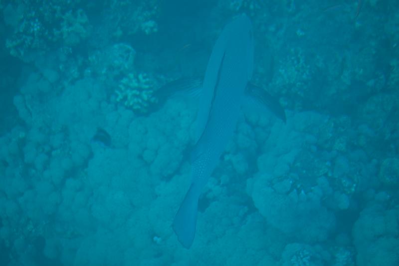 Dahab selectie 2010_01_20 15h57m.jpg - Glass Bottom Boat cruise